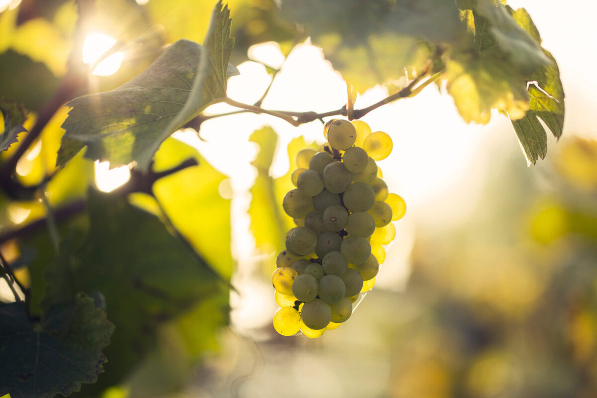Vino-PV